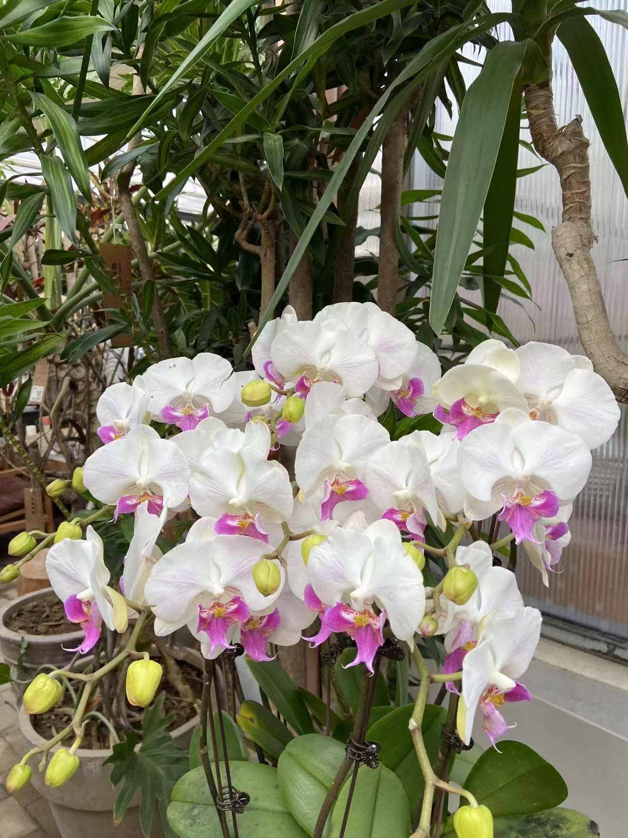 天南海北非遗年|春节里的花花世界