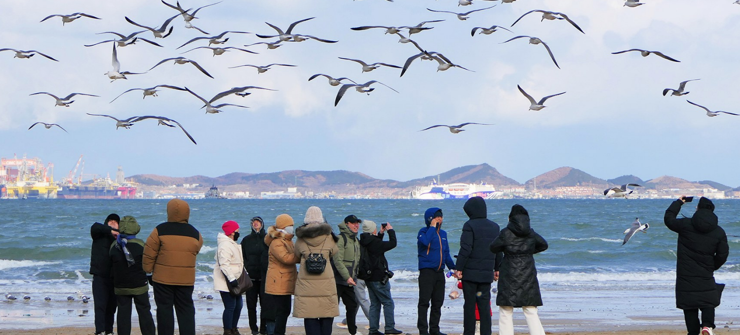 图片新闻|大批海鸥聚集在烟台市第一海水浴场