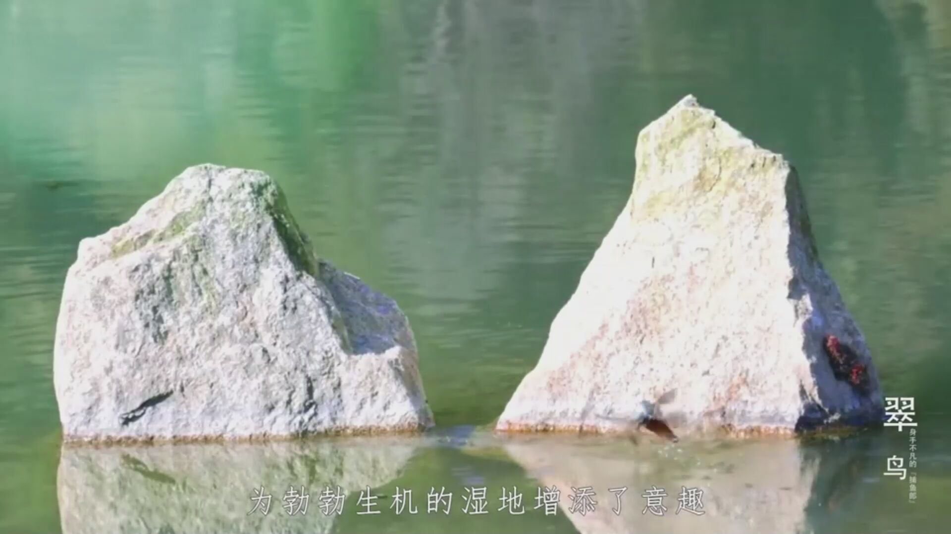 兖州湿地生态环境持续优化，为鱼类等水生生物提供了良好的生存繁衍空间，而这些水生生物正是翠鸟的主要食物来源。