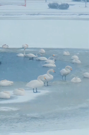 雪后的威海荣成银装素裹，美如画卷