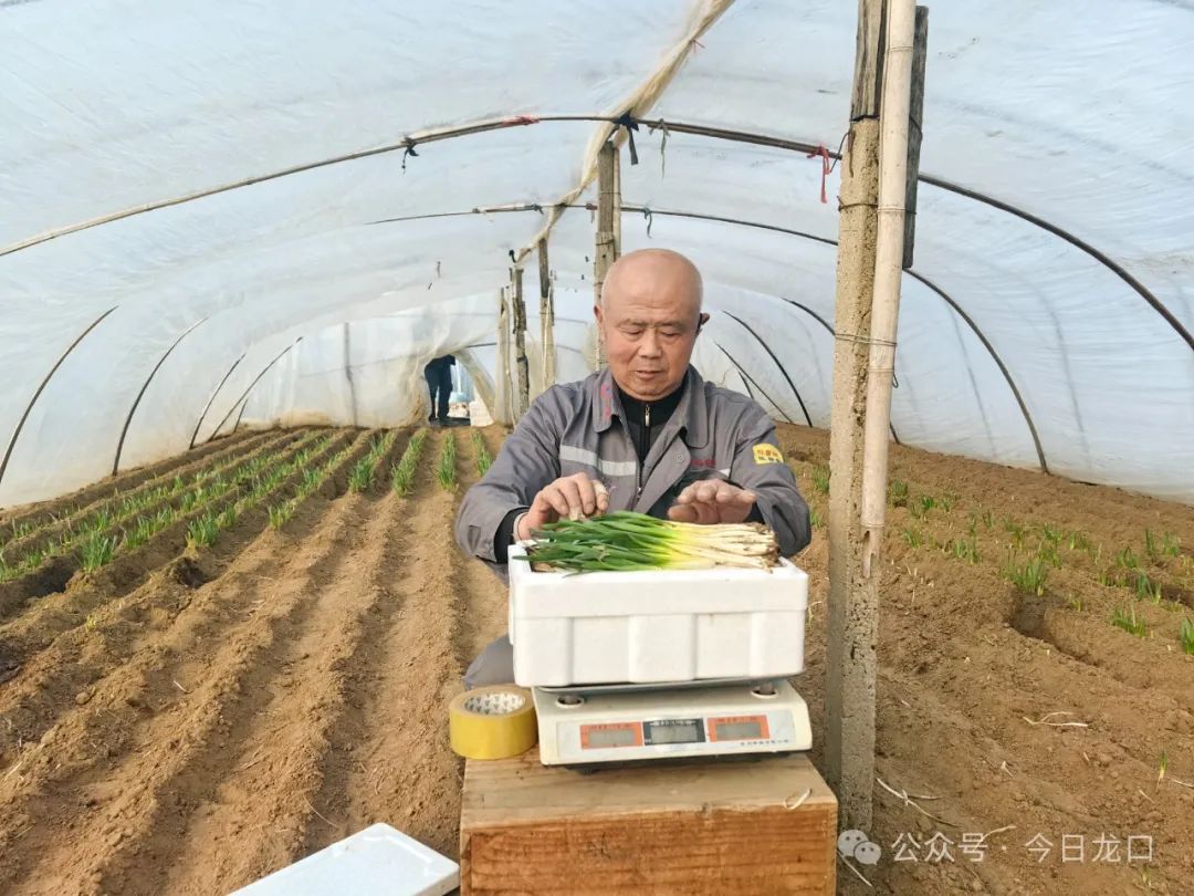 一斤卖到30元！龙口这个村种的头茬韭菜太抢手！