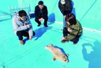 海豹因难产濒临死亡 长岛产科主任为其做接生手术