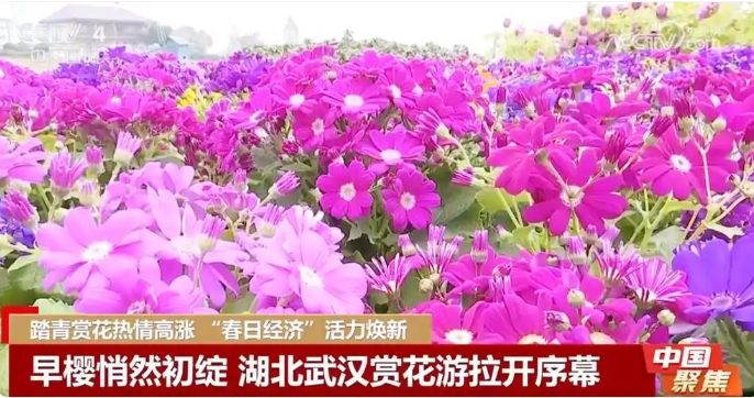 春日赏花游升温 烟台老年人错峰出游成主角