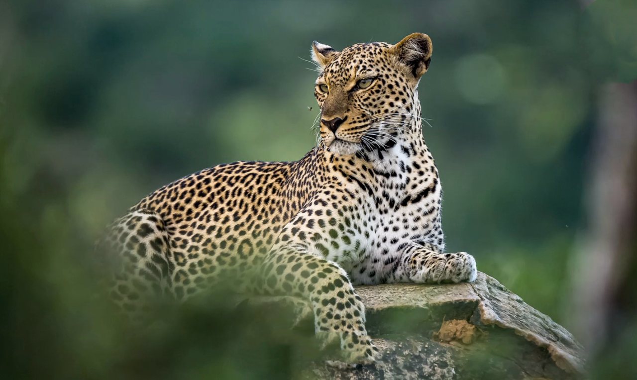 《哪吒2》里的申公豹究竟是什么豹？