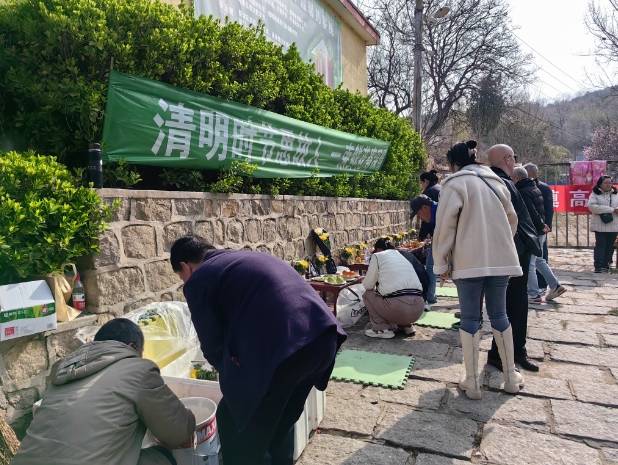 清明节烟台15万余市民出行祭亲人
