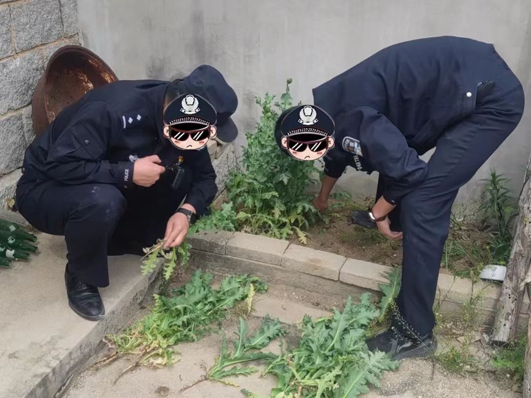 栖霞一村民非法种植罂粟被处罚