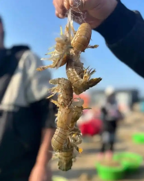 烟台进入爬虾季,怎么挑、怎么吃、在哪买都在这