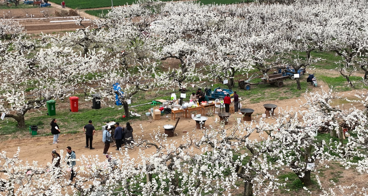 海阳梨花节浪漫启幕，共赴春日梨花之约！