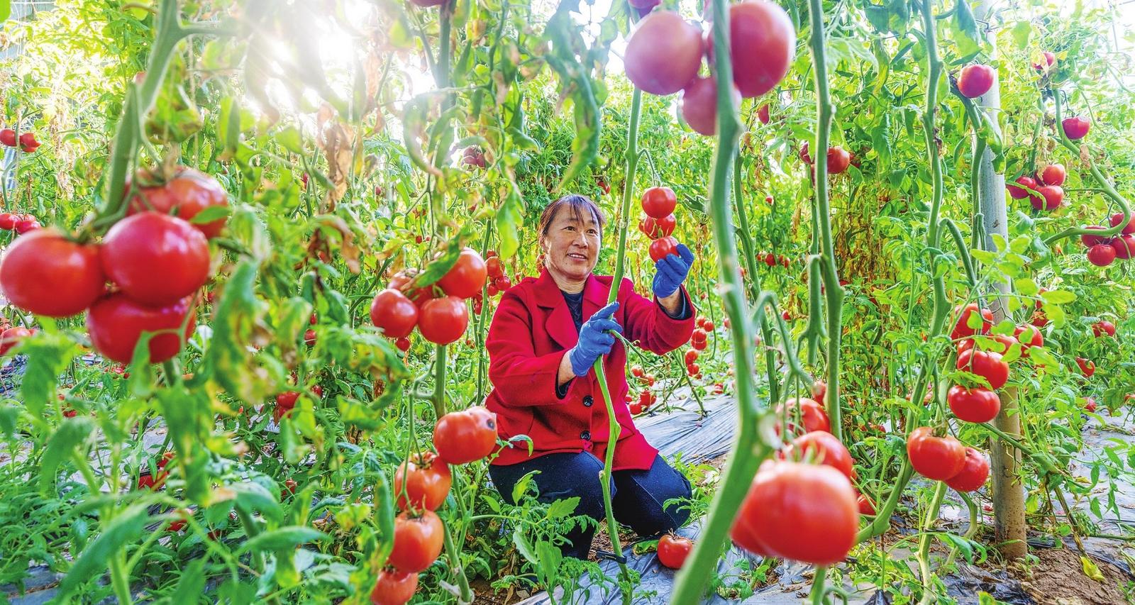 招远市夏甸镇因地制宜发展特色果蔬产业 大棚果蔬 “丰”景如画