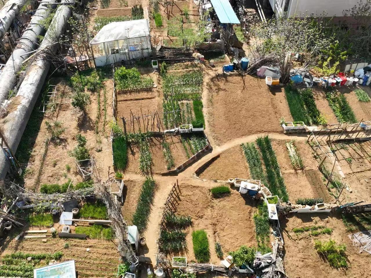 无人机航测！烟台严查非法种植罂粟