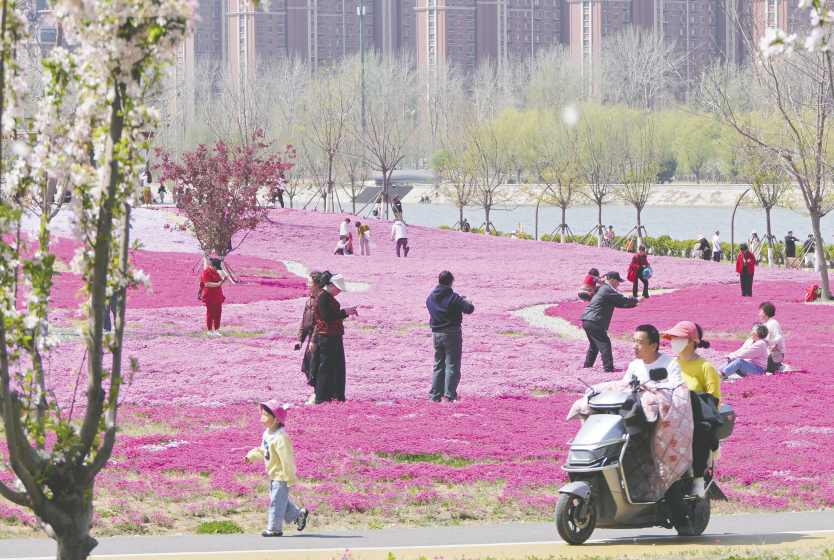 图片新闻|芝樱花海引客来