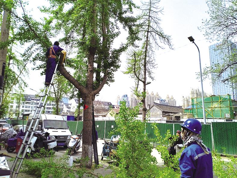 北河街树枝与电线交错缠绕 居民：容易引发短路 社区：已协调修剪
