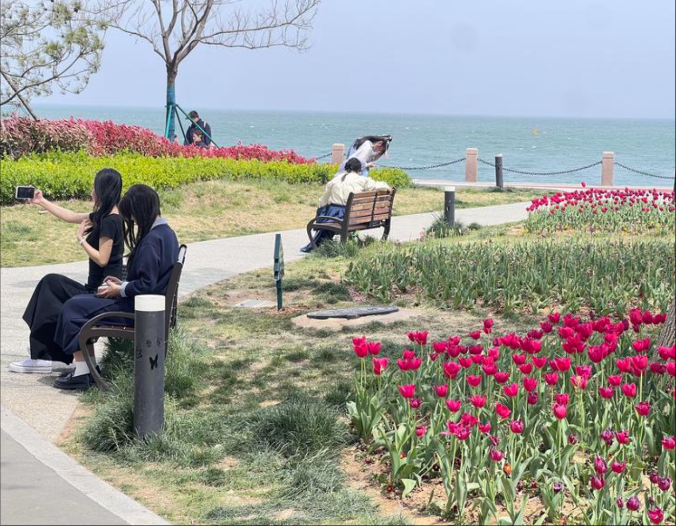 抓住春日浪漫限定，游客打卡莱山虞美人广场