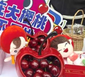 烟台大樱桃开启“无人机运输”模式