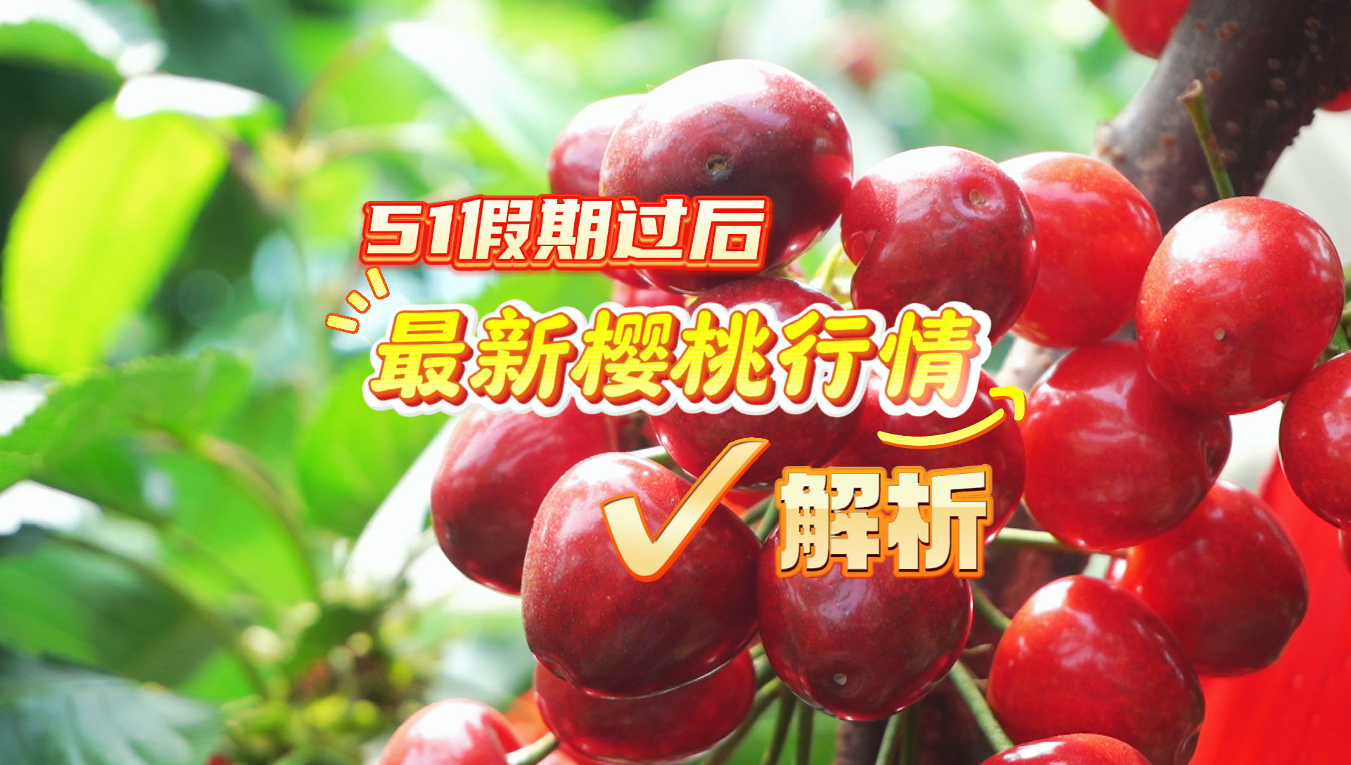 这五一假期总算是结束了，大棚大樱桃价格是涨是跌？咱们一起到果园里探个究竟！