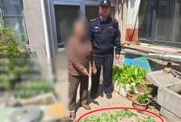 严厉打击非法种植！海阳又有3人被处罚