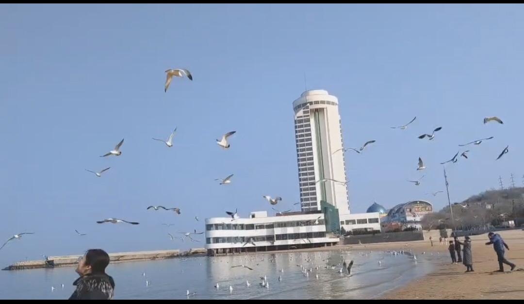 烟台的海鸥都去哪儿了？爱鸥人士称过了繁殖期马上归来