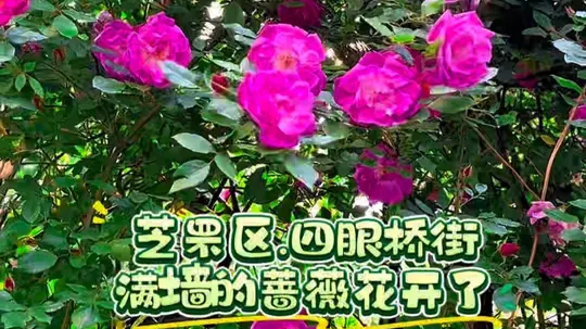 芝罘区四眼桥街华联新村这里的蔷薇花墙开花了