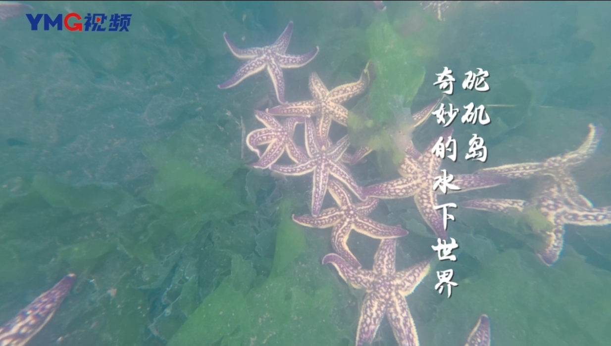 带你看看长岛综合试验区砣矶岛奇妙的水下世界