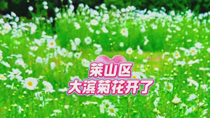 渔人码头那边的大滨菊花开了，植物园里鲜花盛开绝美！