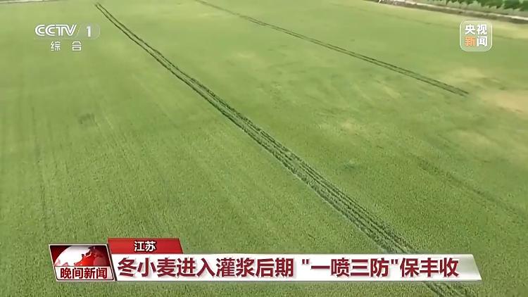 全国夏粮开镰！这些产区已传来好消息