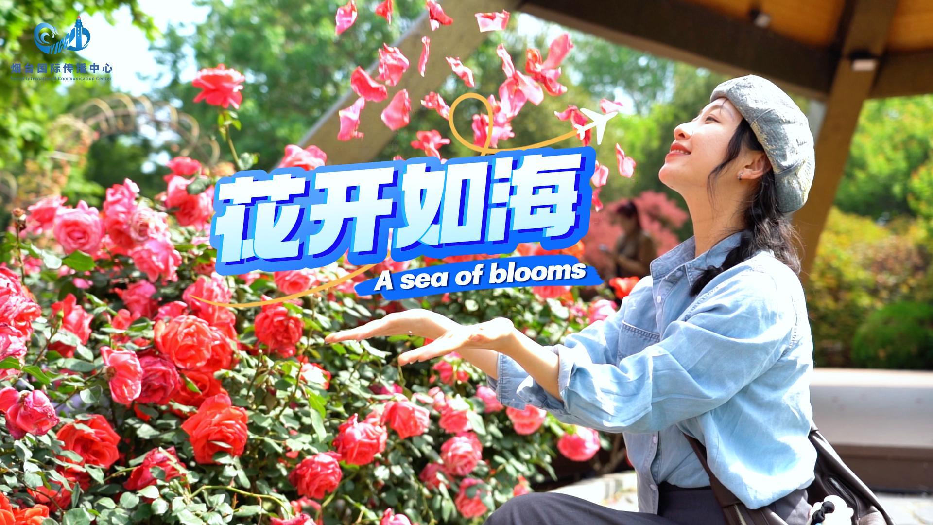就这个莱州月季，爽！与国际学生一同感受香动全城！#莱州月季##月季#