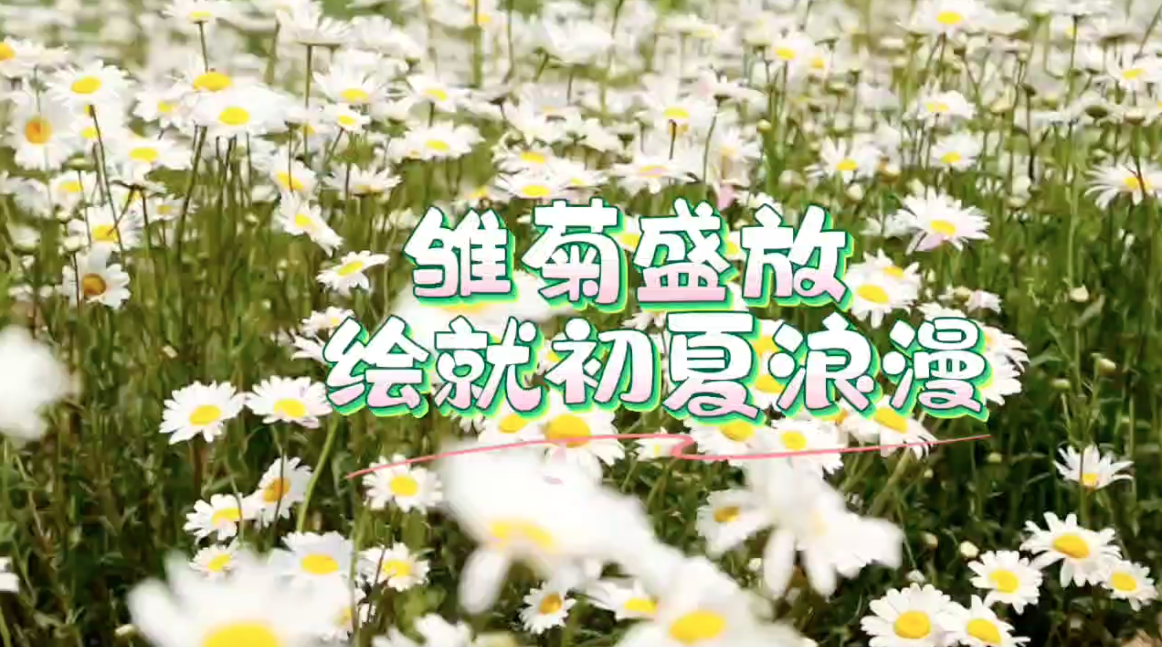 雏菊盛放 绘就初夏浪漫