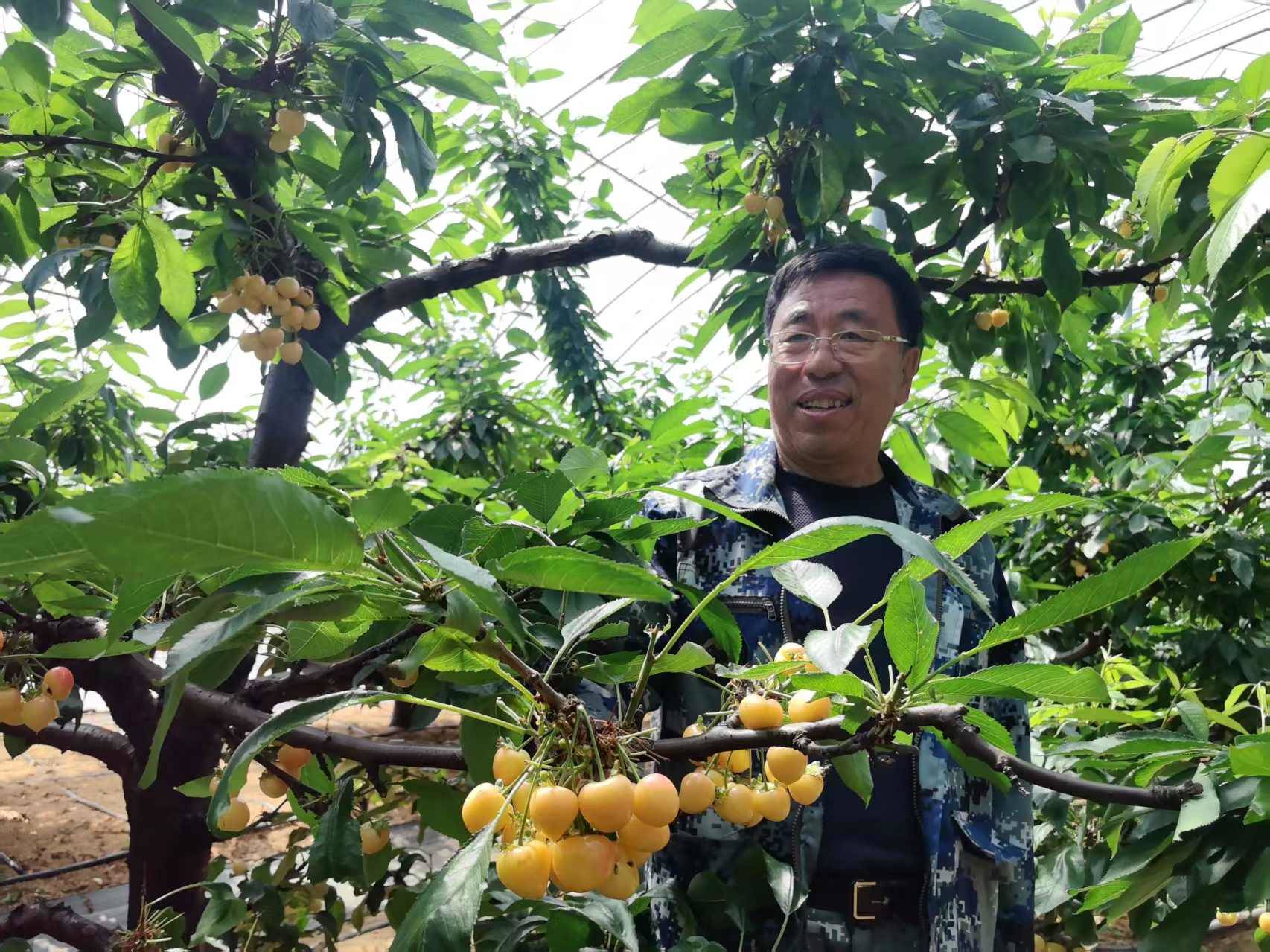 大樱桃论颗卖！福山5000亩设施栽培种出樱桃界“爱马仕”