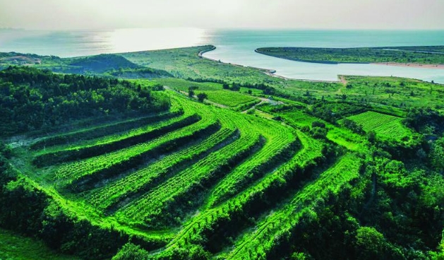 沿着海岸看中国·烟台篇|擦亮仙境“紫色名片”