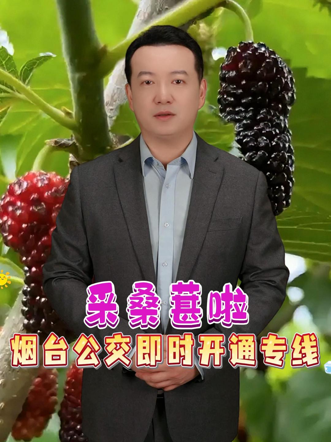 桑葚采摘季到了，5月24日至25日，烟台公交将开通一条“桑葚采摘专线”，由牟平公交公司西站发车，运行至永安庄。