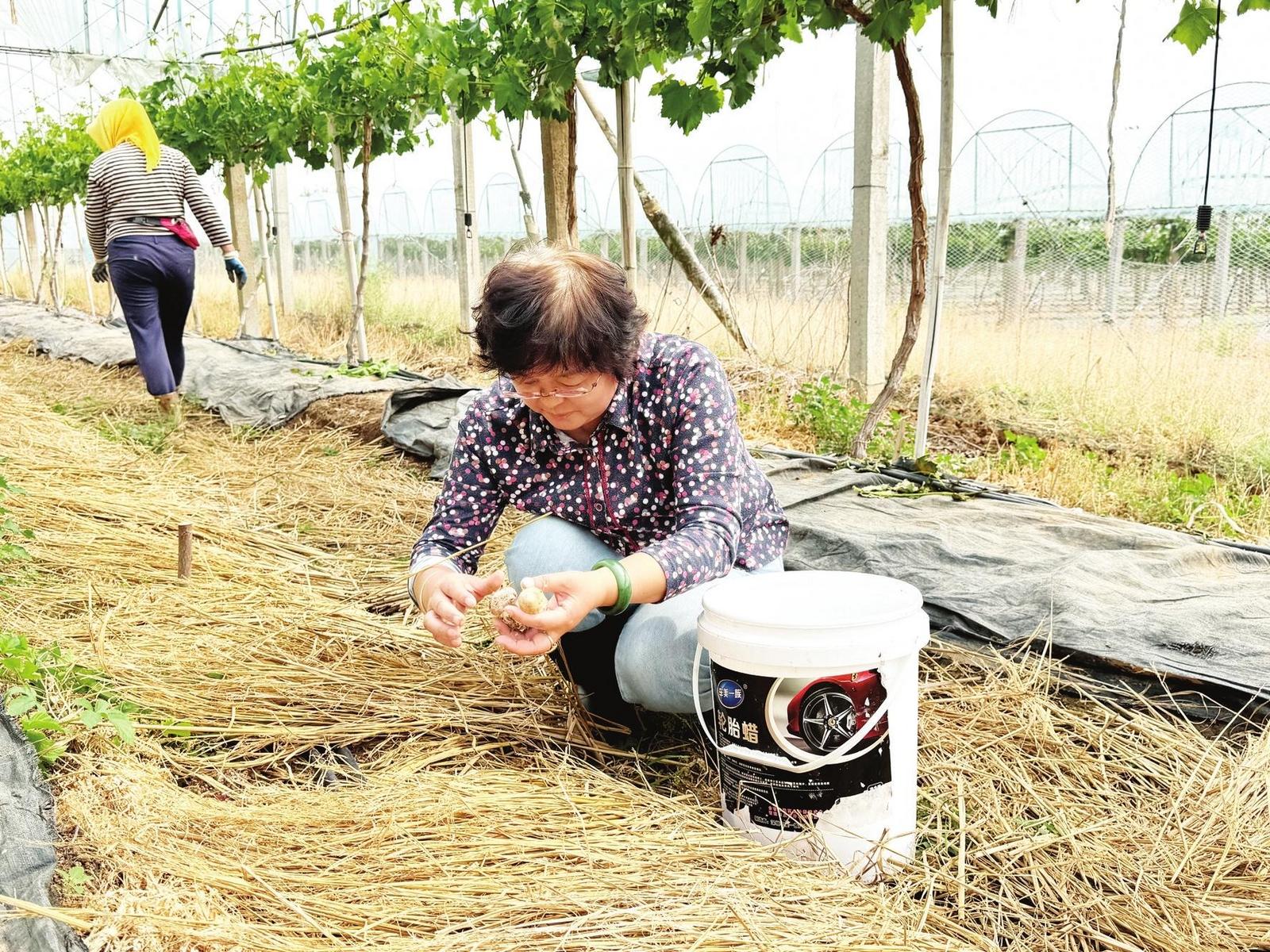 福山区试点“果菌间作”模式，促进农业增效农民增收