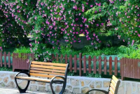 打卡烟台蔷薇地图 这几条浪漫路线已“标红”！