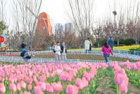 烟台虞美人广场郁金香绽放 文明赏花更添春色