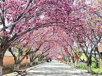 现代版“绿野仙踪”！濯村如何实现蝶变上榜“全国文明村”