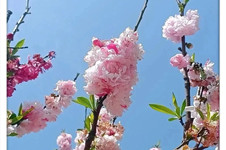 隅园碧桃记