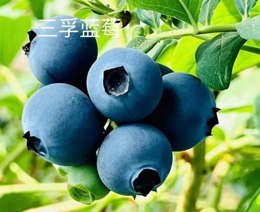 蓝莓鲜果125g*8盒