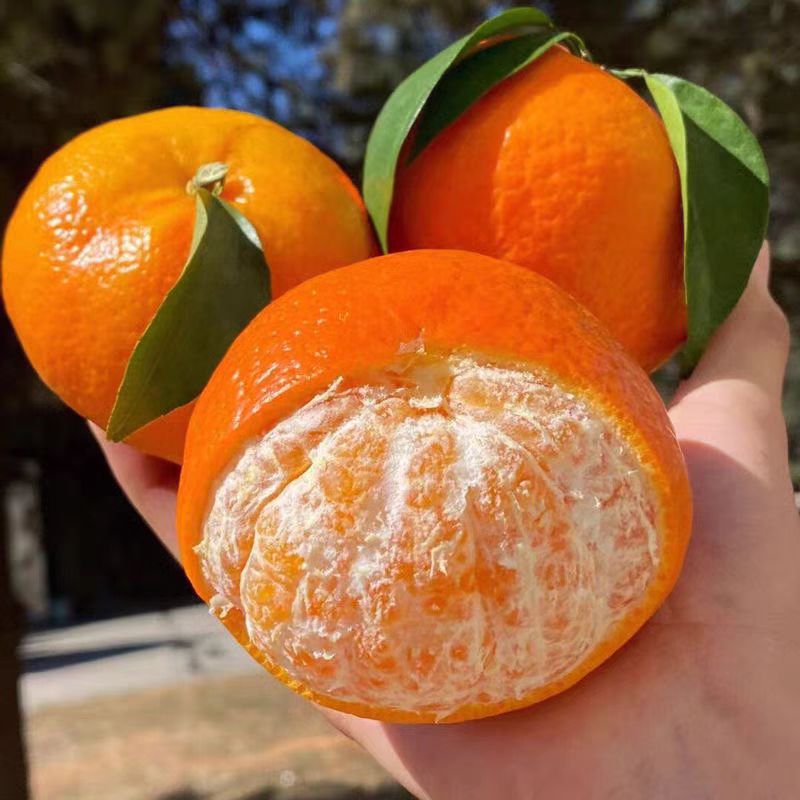 云南沃柑