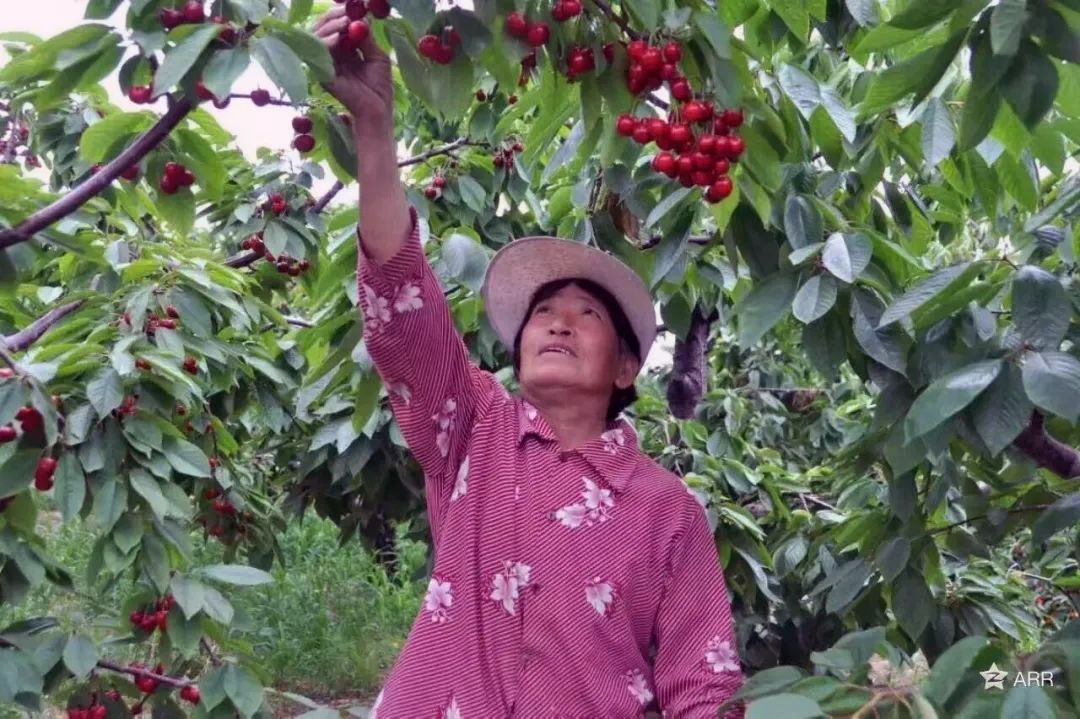 招远市金岭镇大樱桃成为乡村振兴的“金果子”
