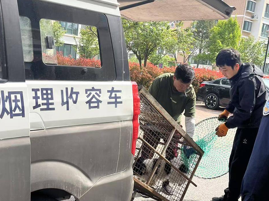 芝罘区馨逸园小区广场有流浪狗扰民 社区协调收容中心抓捕收留