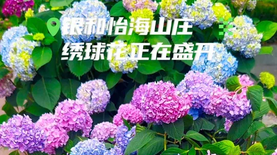 银和怡海山庄的绣球花正在盛开