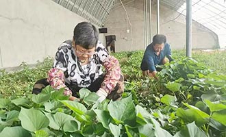 招远市齐山蜜薯全产业链数字化转型按下加速键