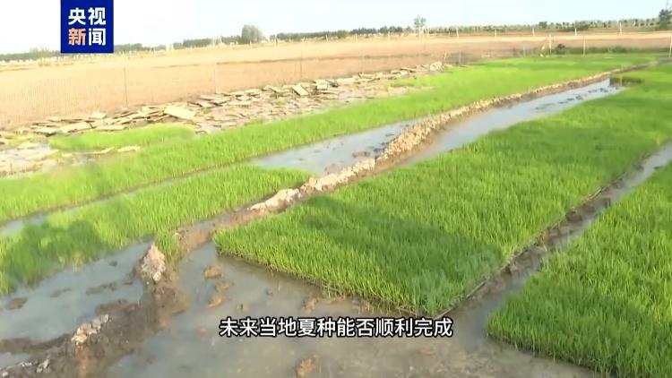上万亩水稻为何无水可种？追踪安徽蚌埠秧苗成批死亡真相