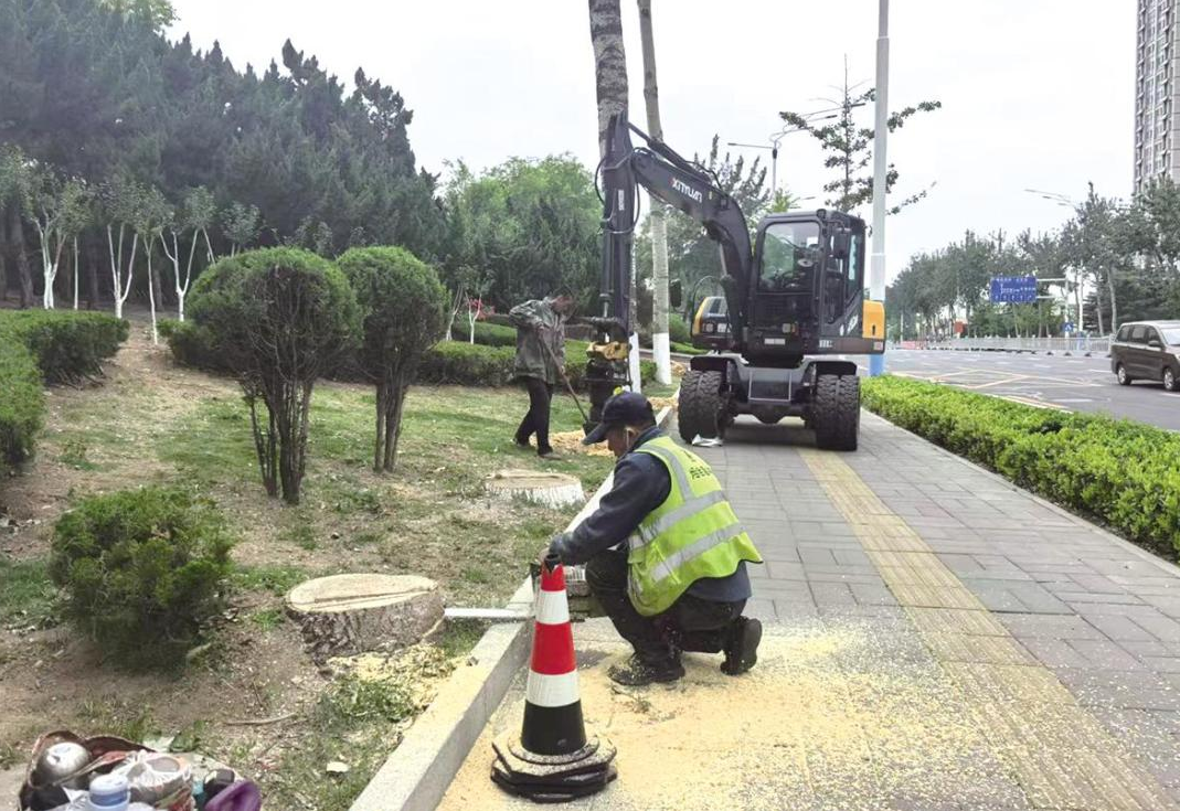 “治根神器”扫平“波浪路” 只楚路毛白杨专项整治完成