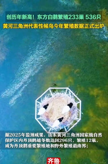 创历年新高！东方白鹳繁殖233巢536只 ，黄河三角洲代表性候鸟今年繁殖数据正式出炉