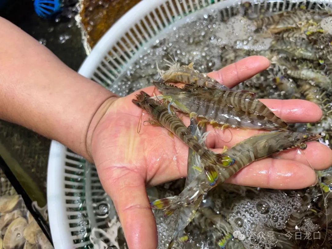 烟台这种海鲜，大量上市！价格便宜了不少