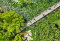 组图|烟台夏日荷香