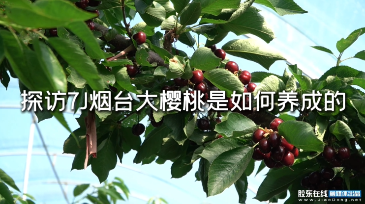 探访7J烟台大樱桃是如何养成的