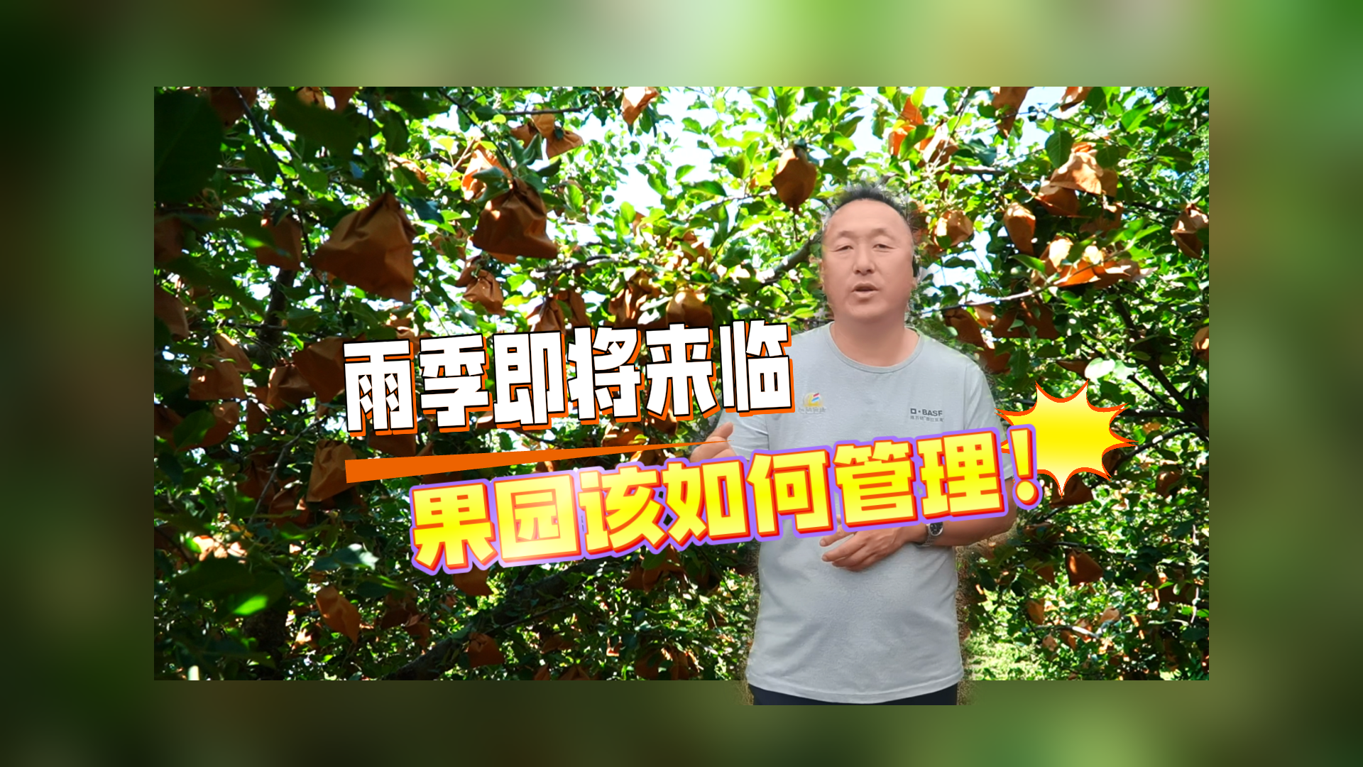 烟台雨季即将来临！我们的果园该如何管理？