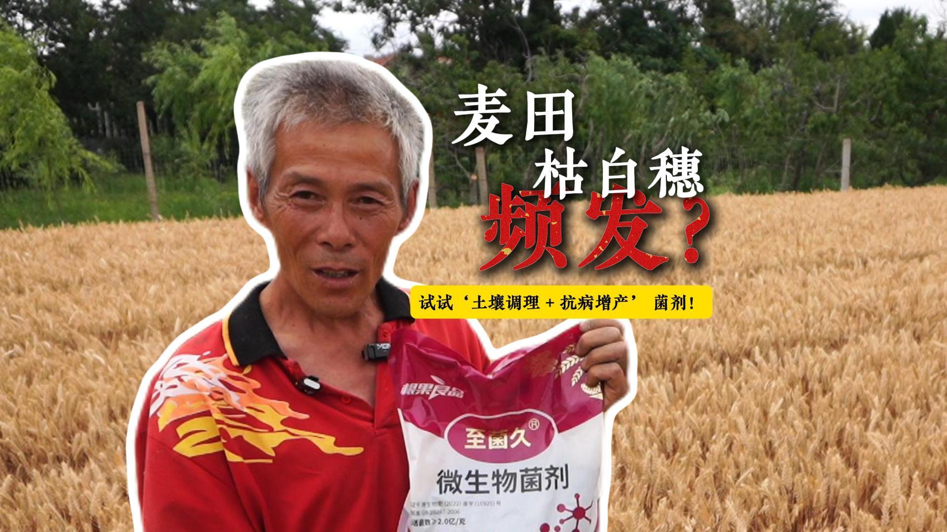 真的假的？前两年小麦一亩地减产到800-900斤，今年就增长到1400斤？