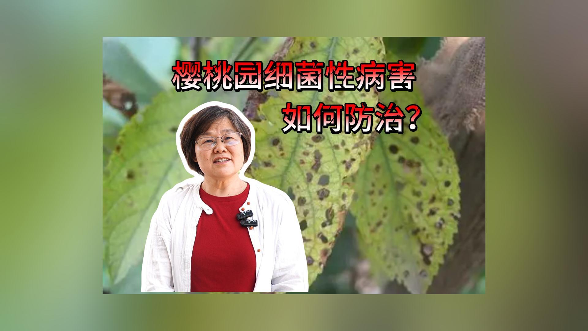 樱桃园细菌性病害如何防治？